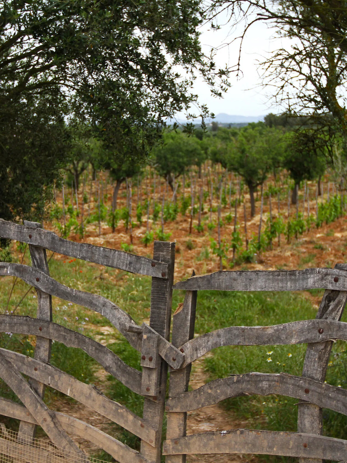 Wooden gate and vineyard at 4 Kilos, Mallorca