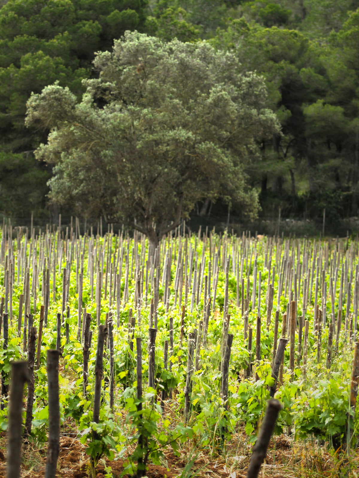 Vines and native vegetation at 4 Kilos, Mallorca
