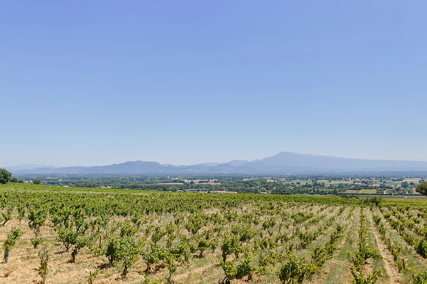 Ju de Vie Rouge 2022