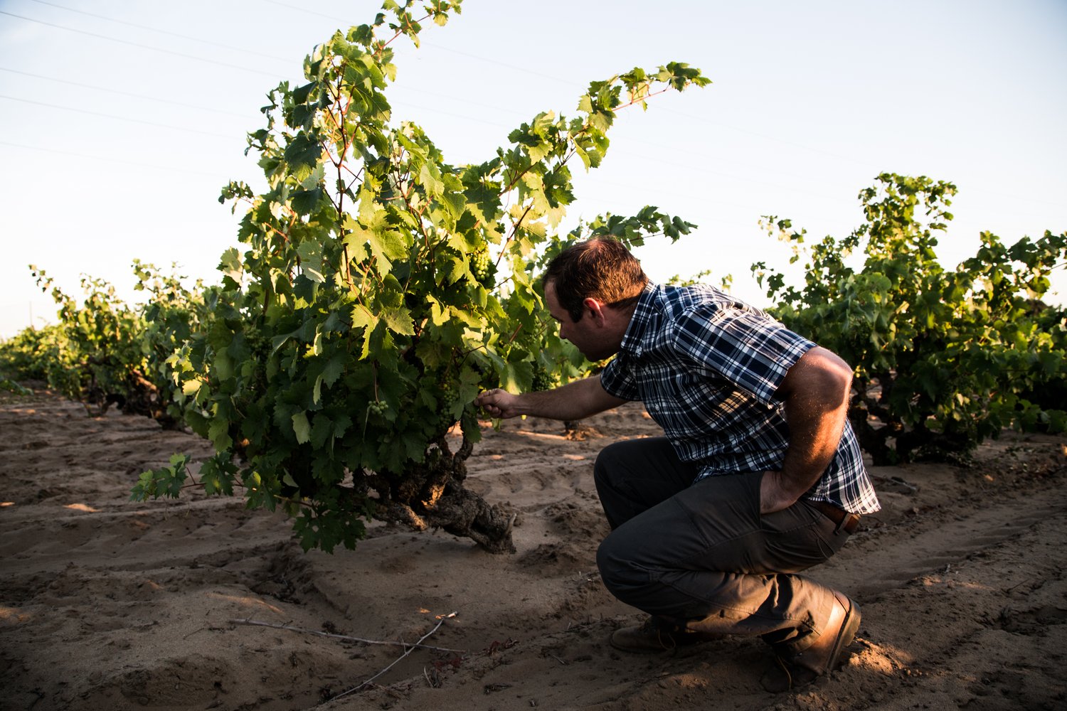 Evangelho Zinfandel 2018
