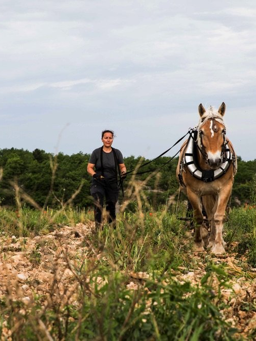 Horse working the stony vineyard soils at Mas del Périé