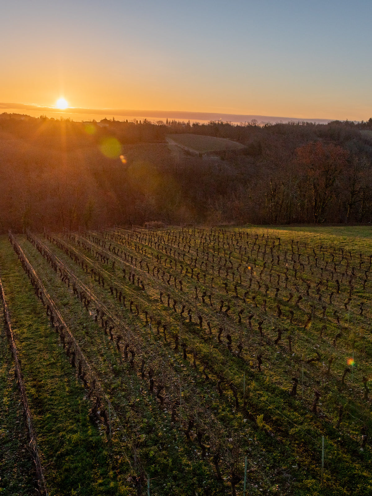 Mas del Périé vineyards at sunset