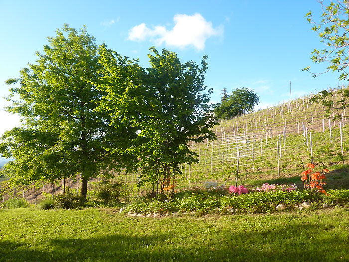 Moscato d'Asti 2022