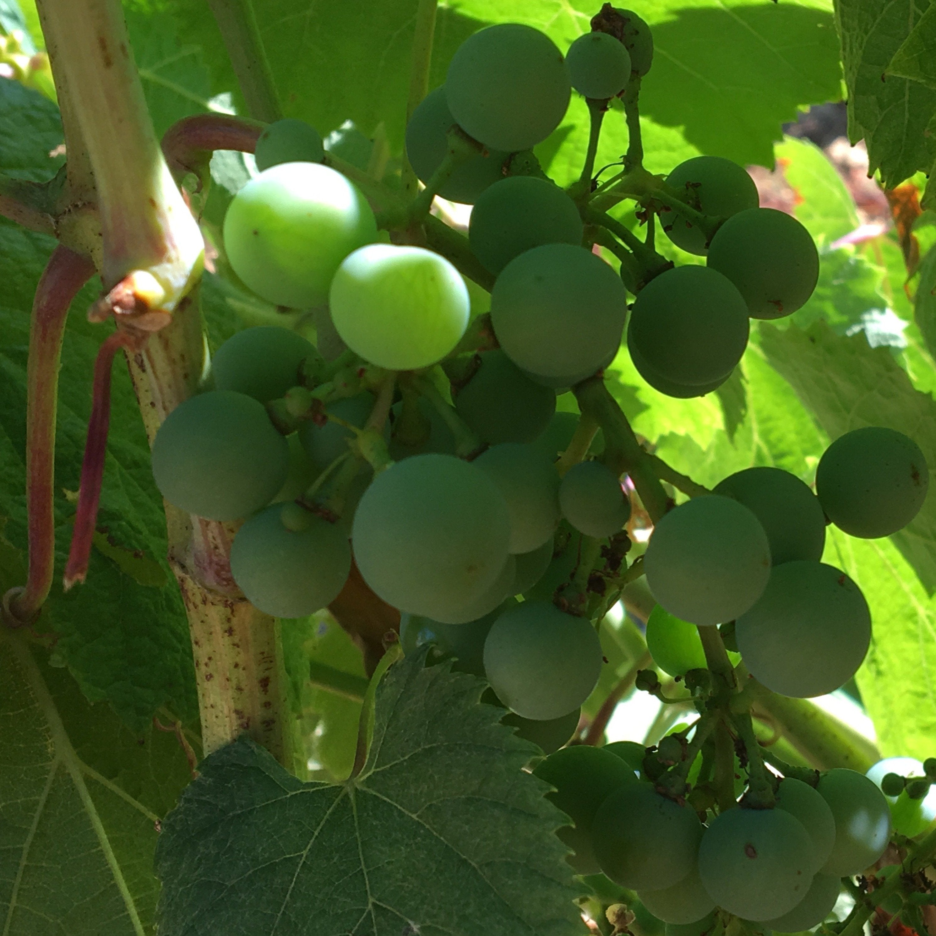 Amphore Malbec 2020