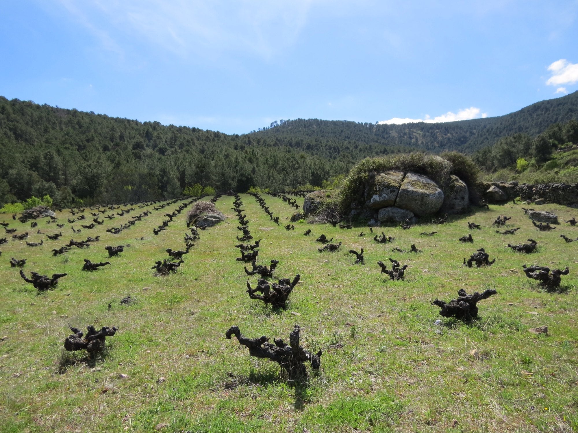 Gaznata Garnacha 2019