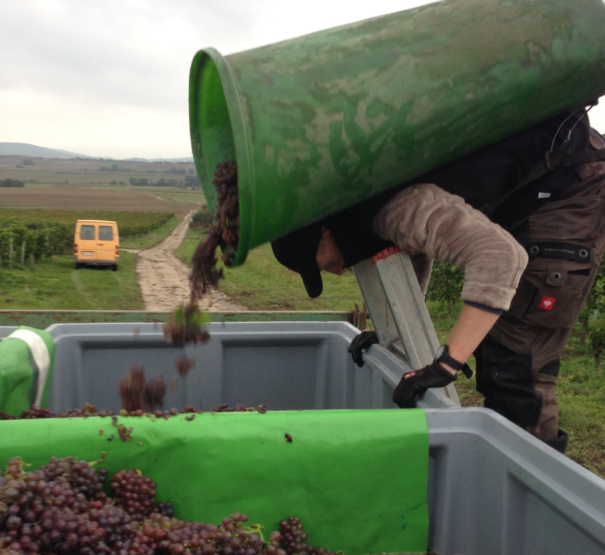 Riesling Feinherb Off Dry 2021