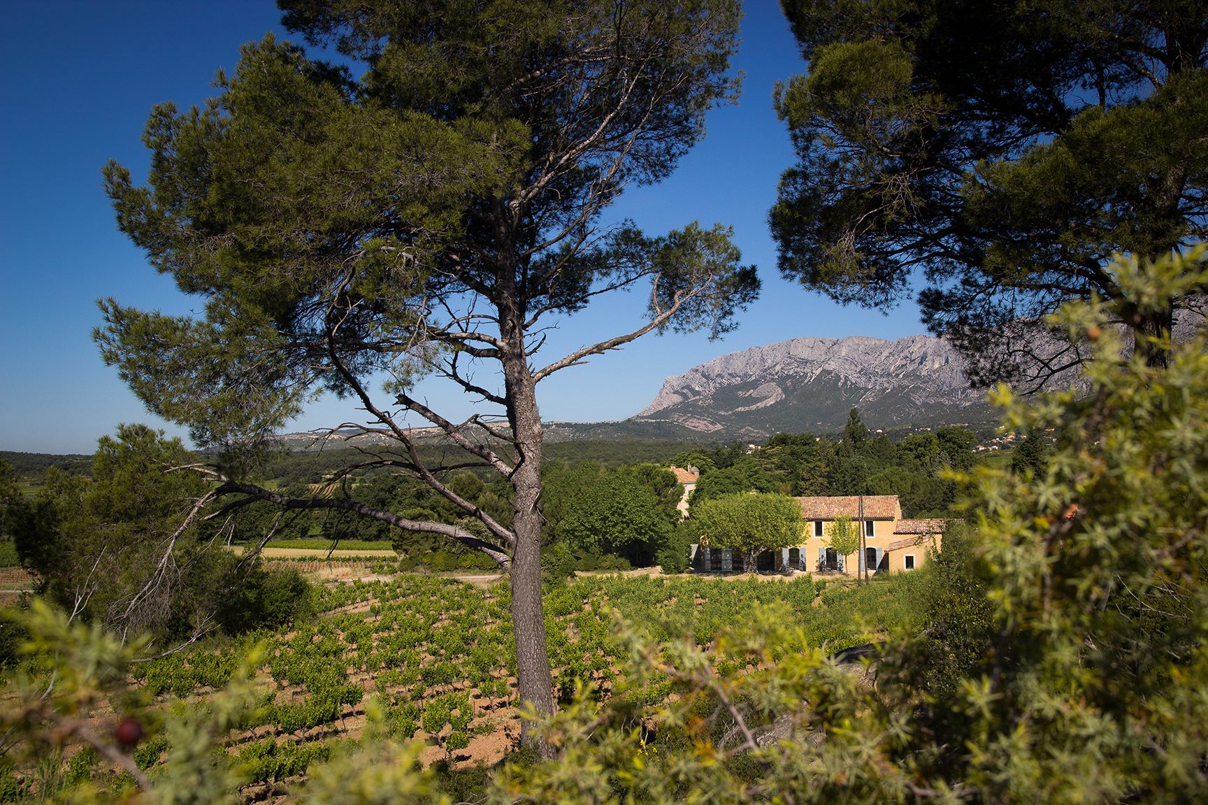 Vol de Nuits Rose 2024