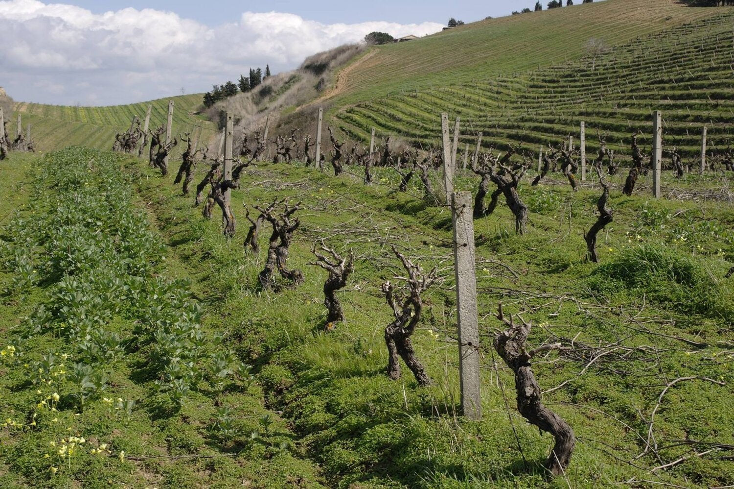 Dhyana Perricone 2020 - Valdibella - Sicily 75cl