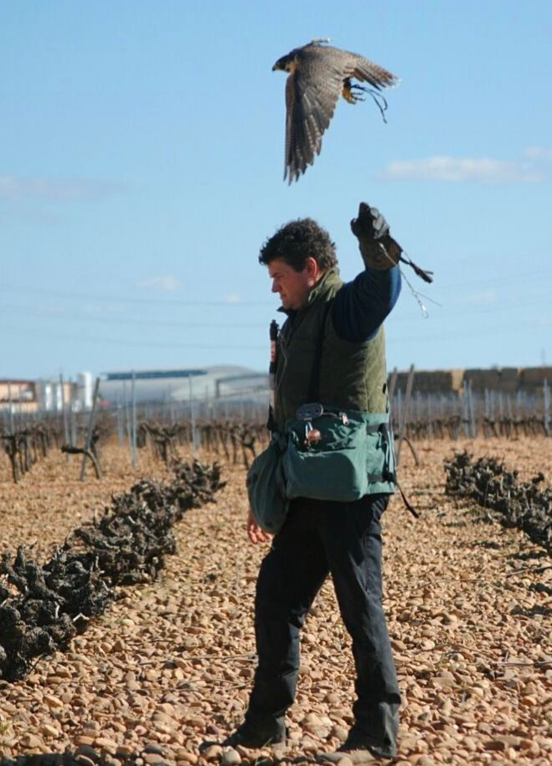 El Alto 2011 - Pagos de Vilavendemia - Rueda, Spain 75cl