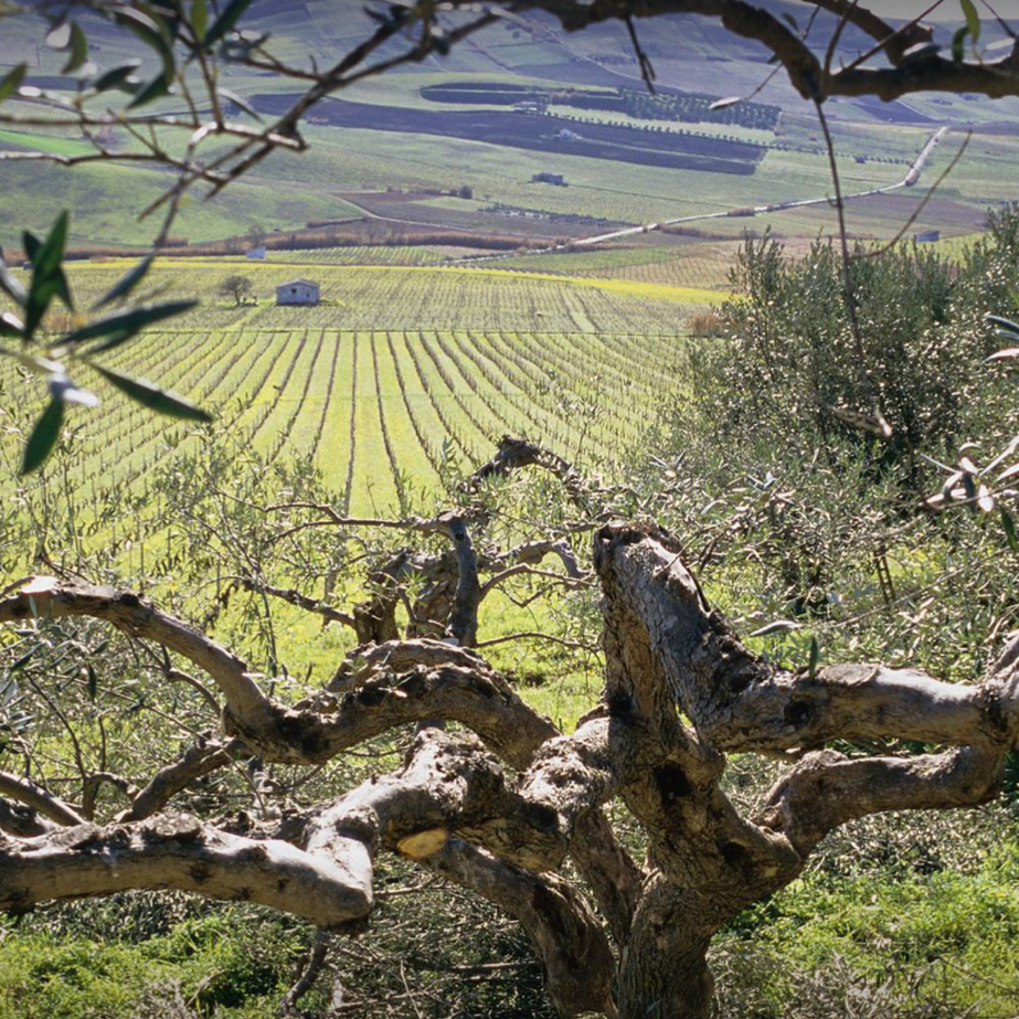 Ciello Bianco Catarratto 2021
