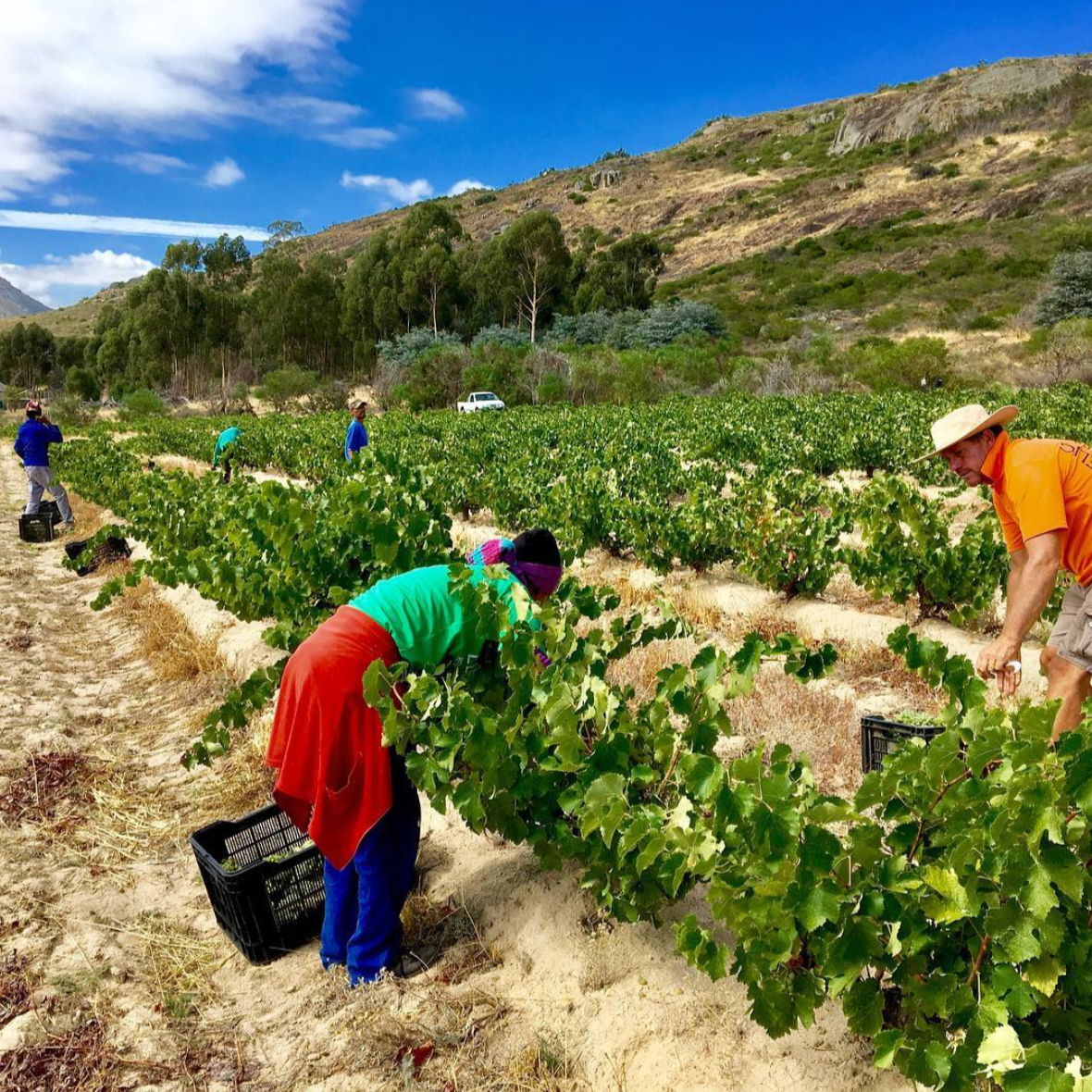 Force Celeste Chenin Blanc 2020 - Mother Rock Wines - Swartland, South Africa 75cl