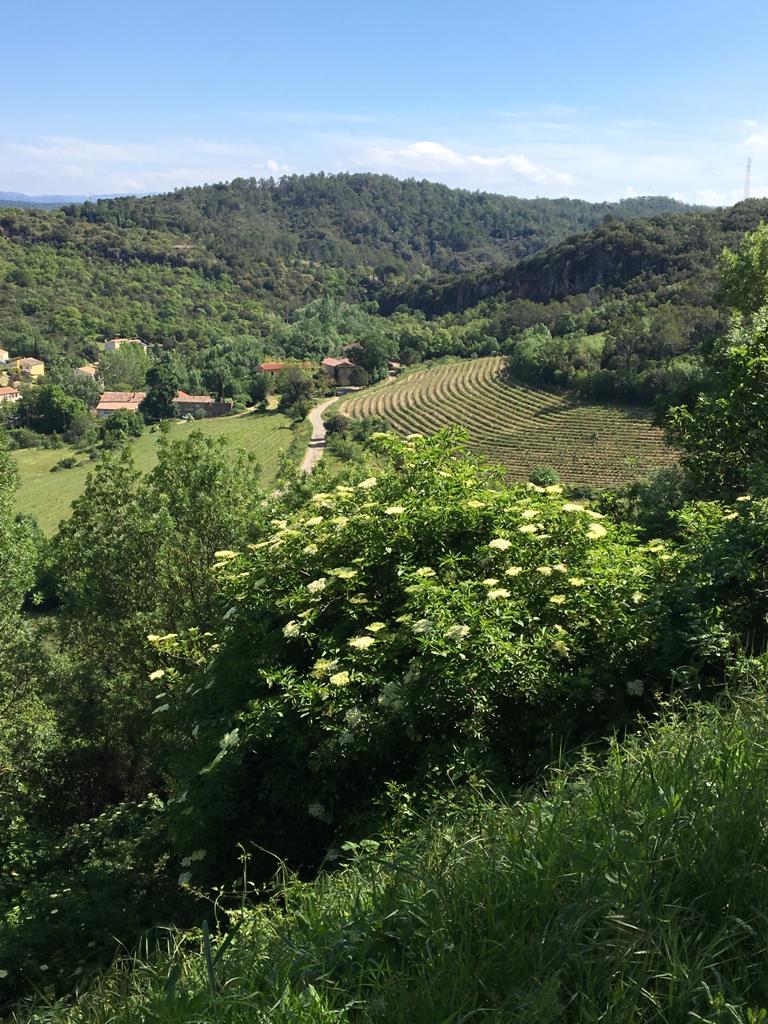 Cabretta 2017 - Mas d`Alezon - Languedoc, France 75cl