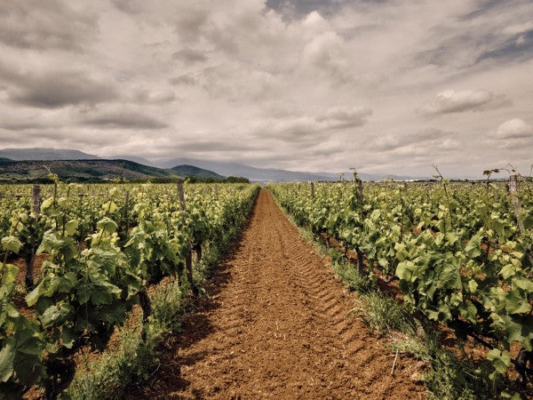 Xinomavro Organic 2017