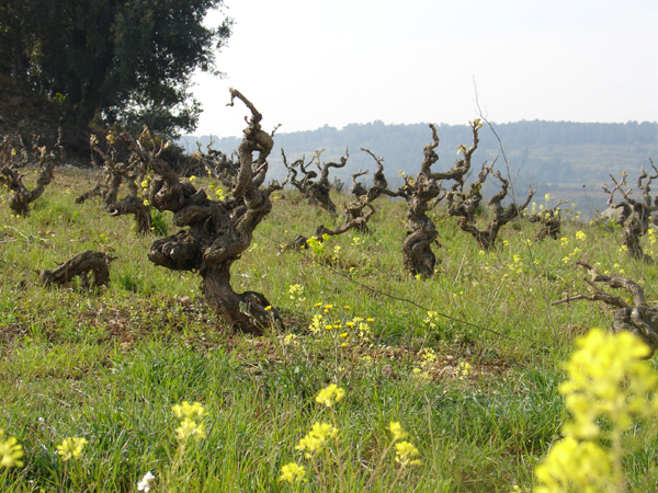 Negre Franc 2017