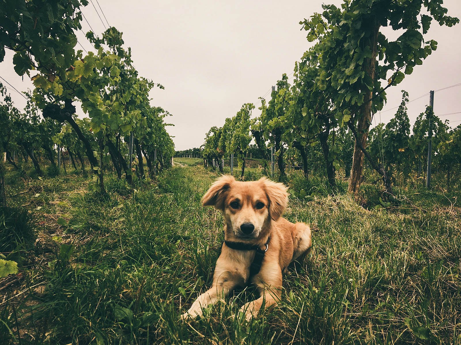 Grundstein Gruner Veltliner 2018 - Nibiru - Kamptal, Austria 75cl