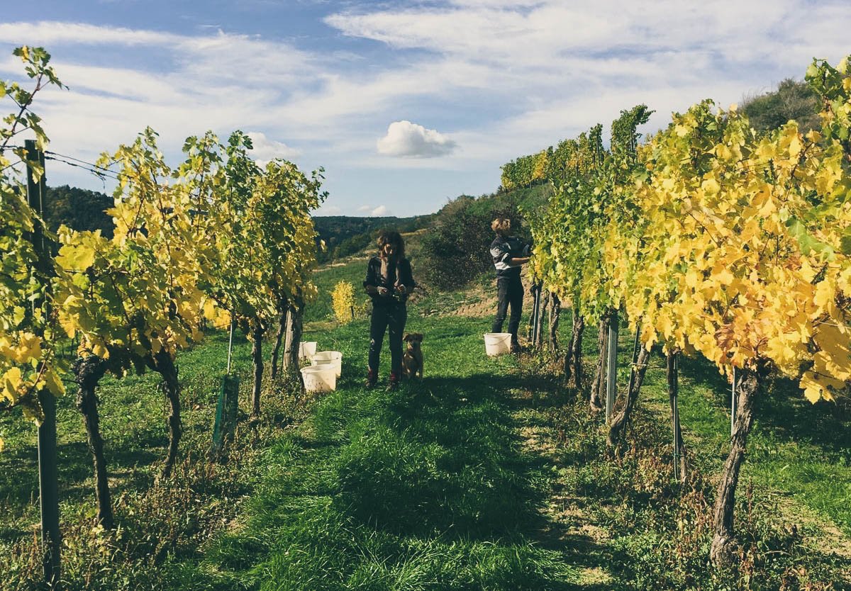 Grundstein Gruner Veltliner 2018 - Nibiru - Kamptal, Austria 75cl