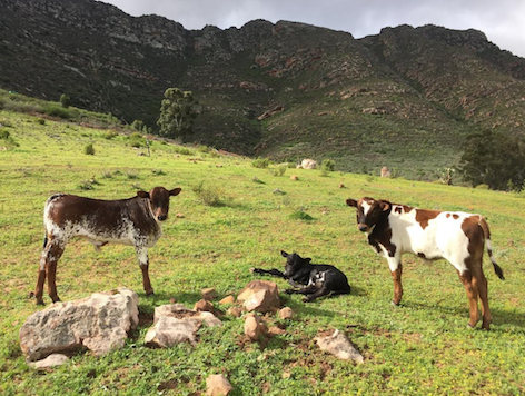 El Bandito Cortez Chenin 2021 - Testalonga - Swartland, South Africa