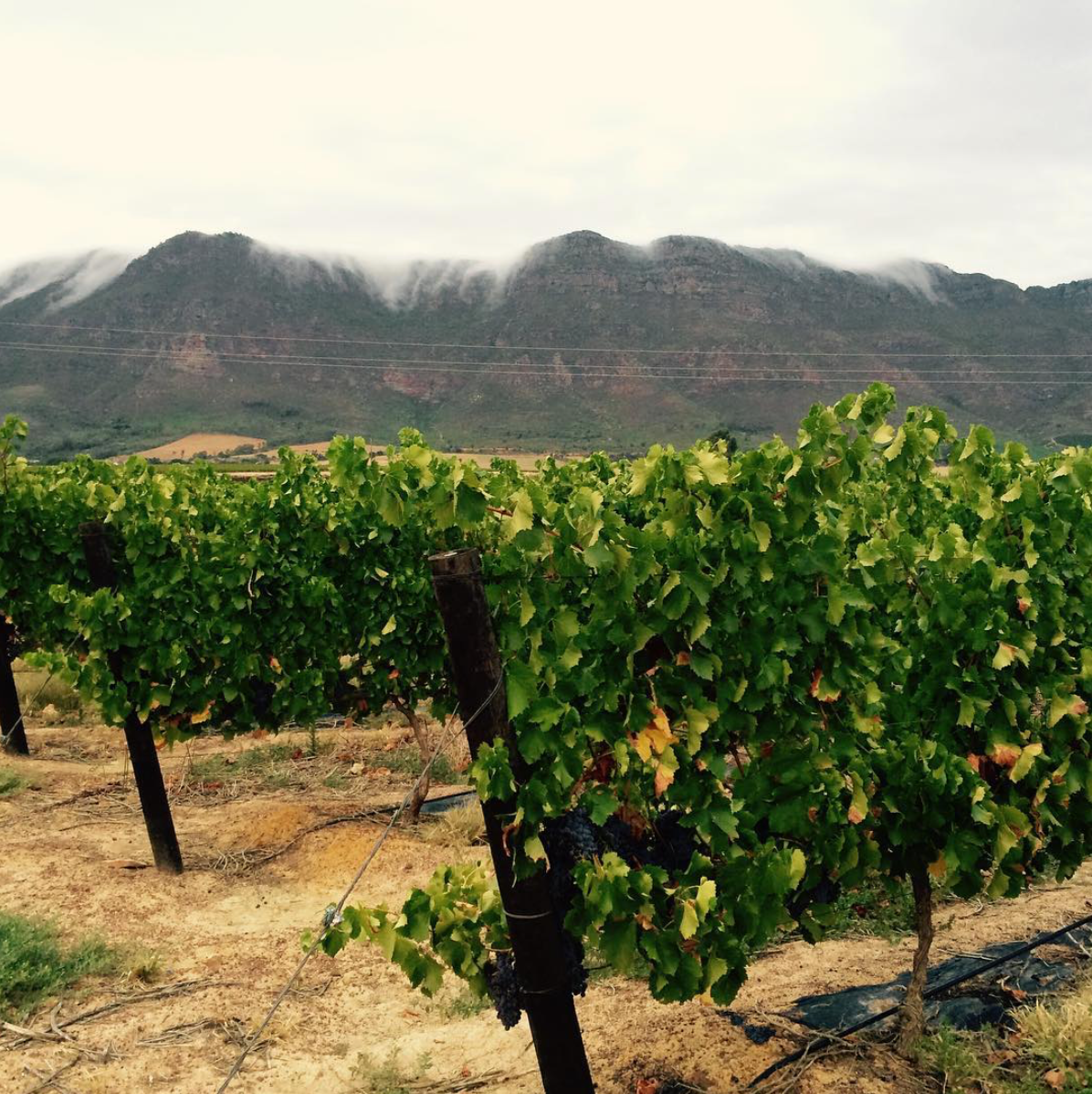 Force Celeste Chenin Blanc 2020 - Mother Rock Wines - Swartland, South Africa 75cl