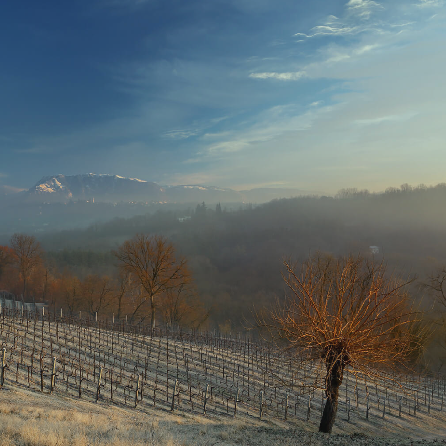 Biologico Prosecco NV
