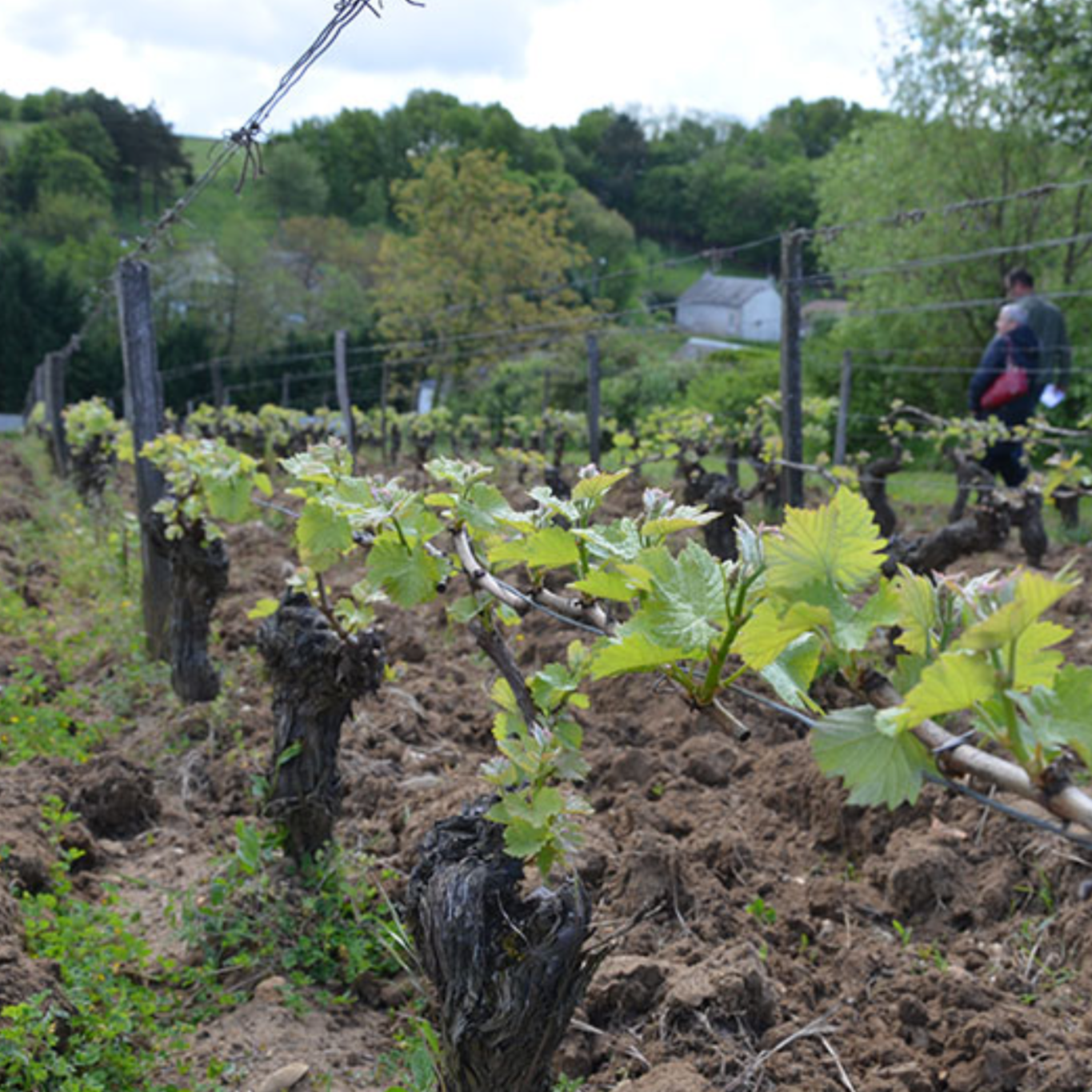 L`Escale Sauvignon 2021