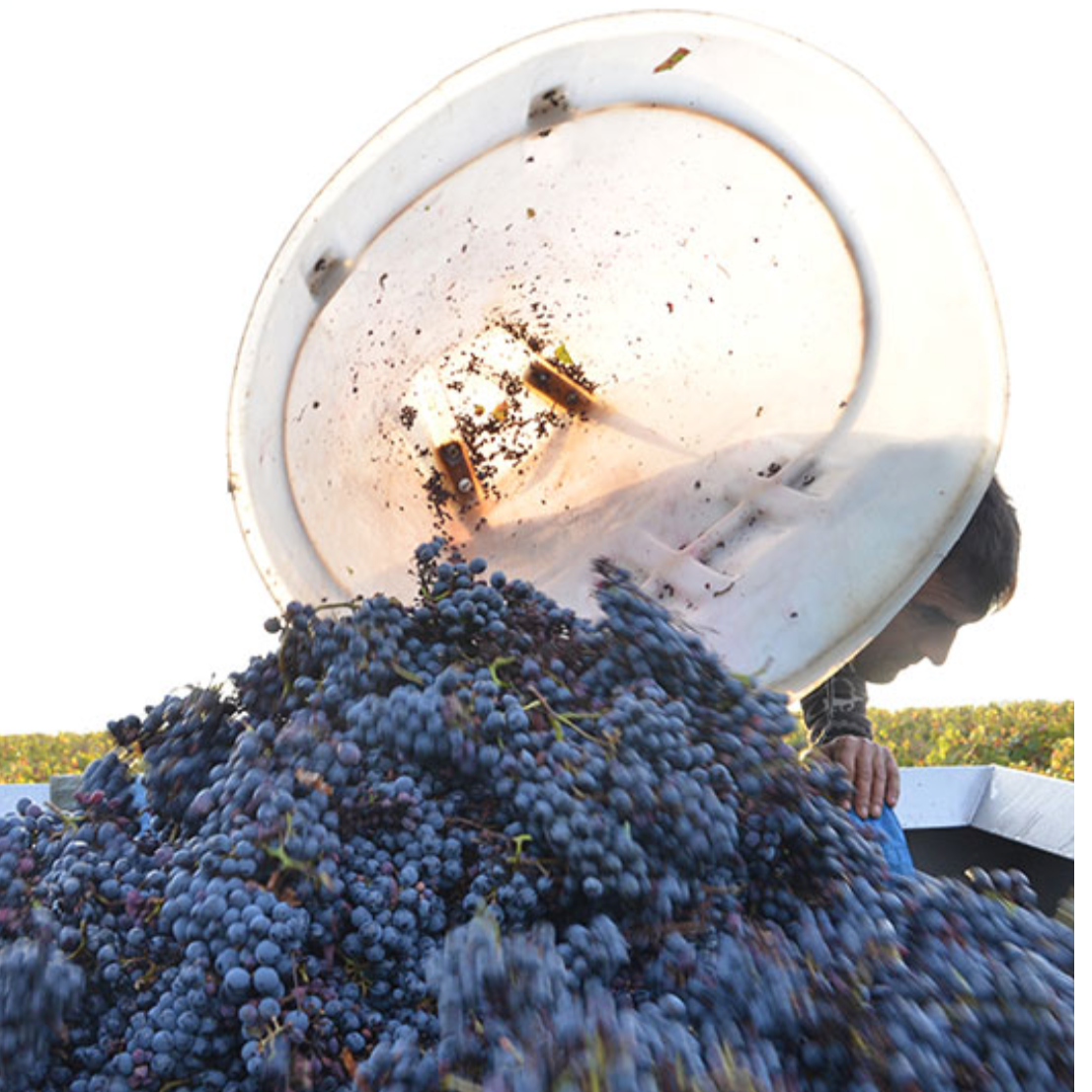 Canaille Gamay 2021