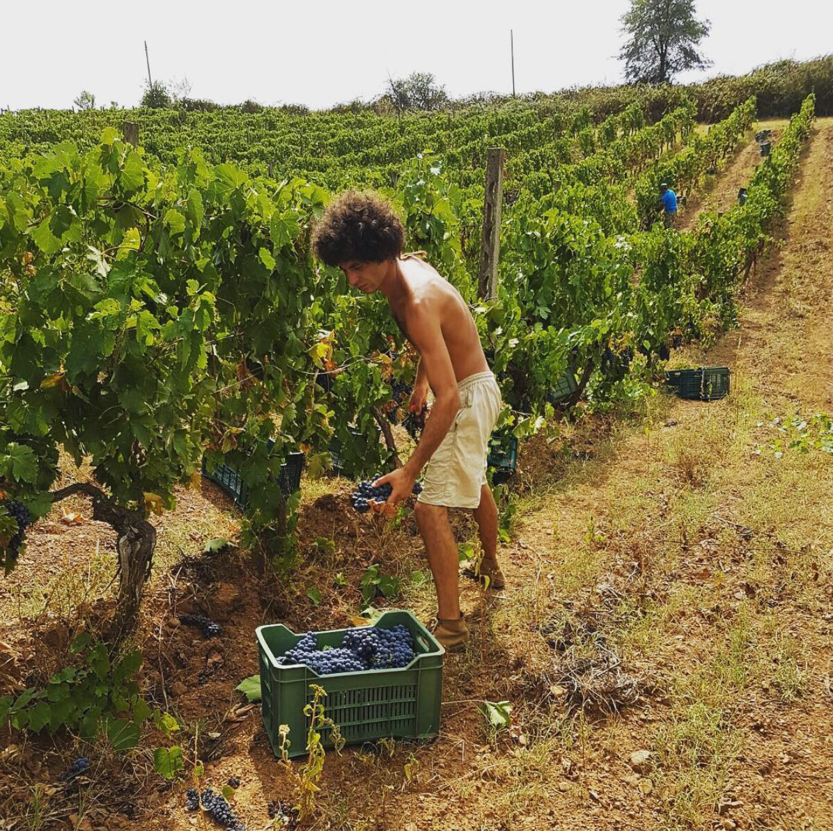 Toscana Bianco Procanico 2020 - Antonia Camillo