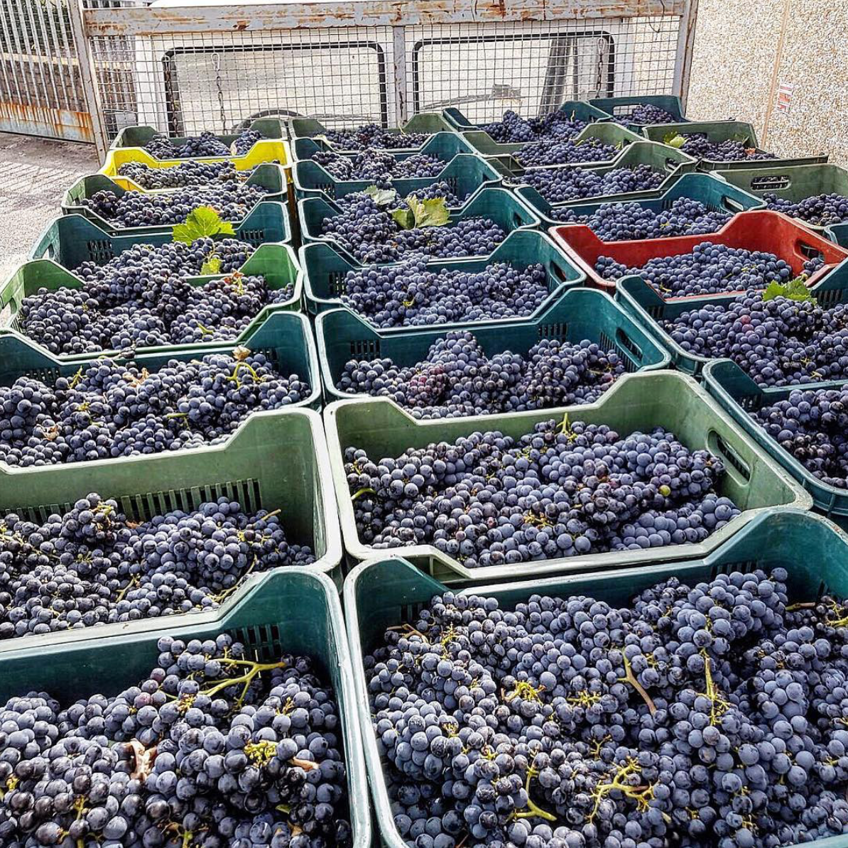 Toscana Bianco Procanico 2020 - Antonia Camillo
