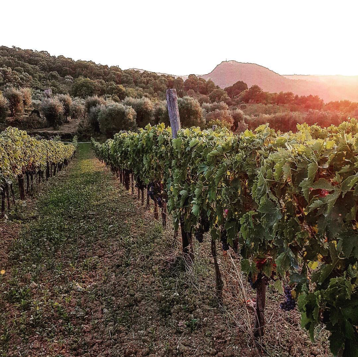 Tutti I Giorni Bianco 2020 - Antonio Camillo - Tuscany, Italy 1 Ltr