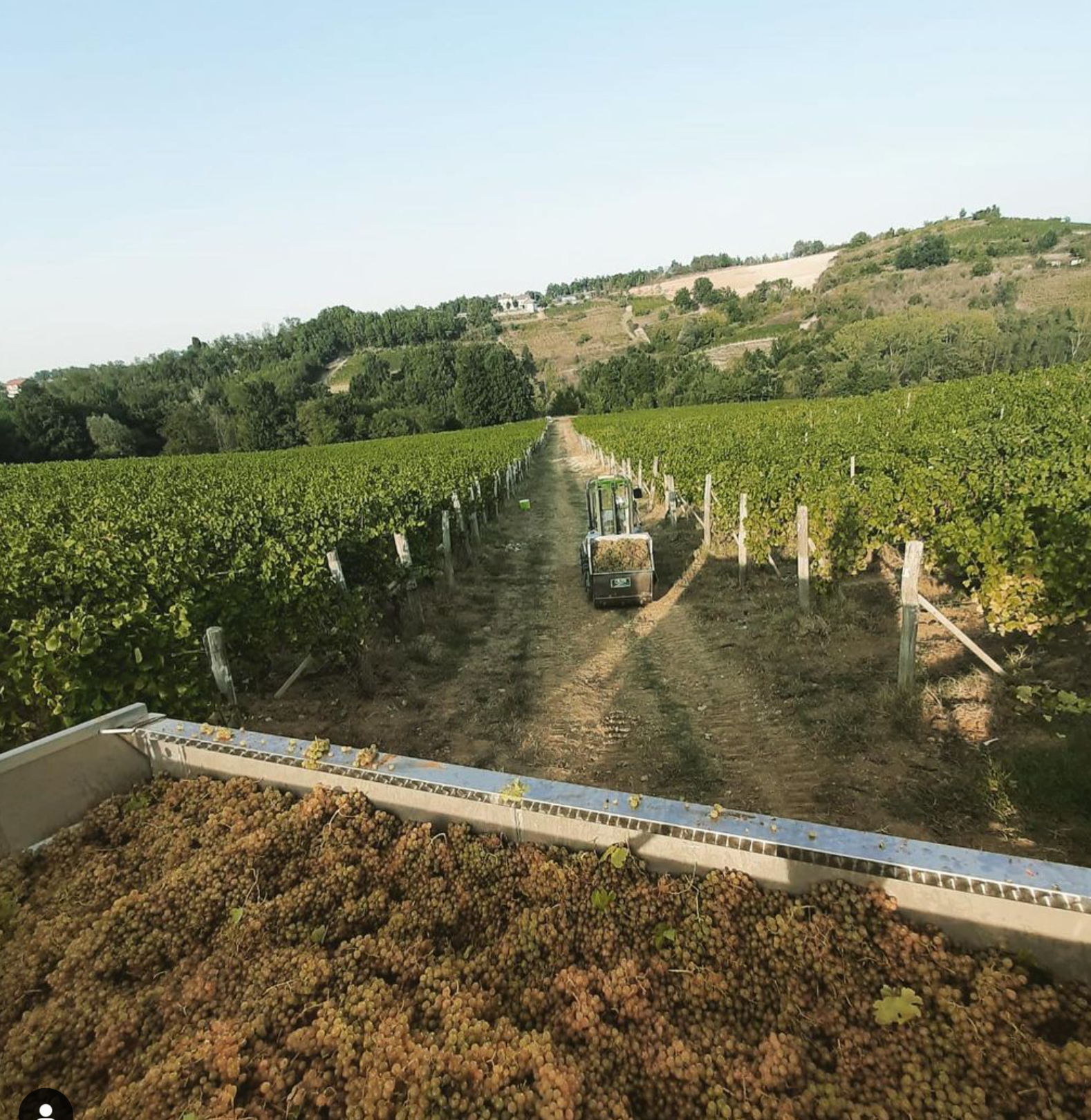 Gavi di Tassarolo “La Fornace” 2020 - Cinzia Bergaglio