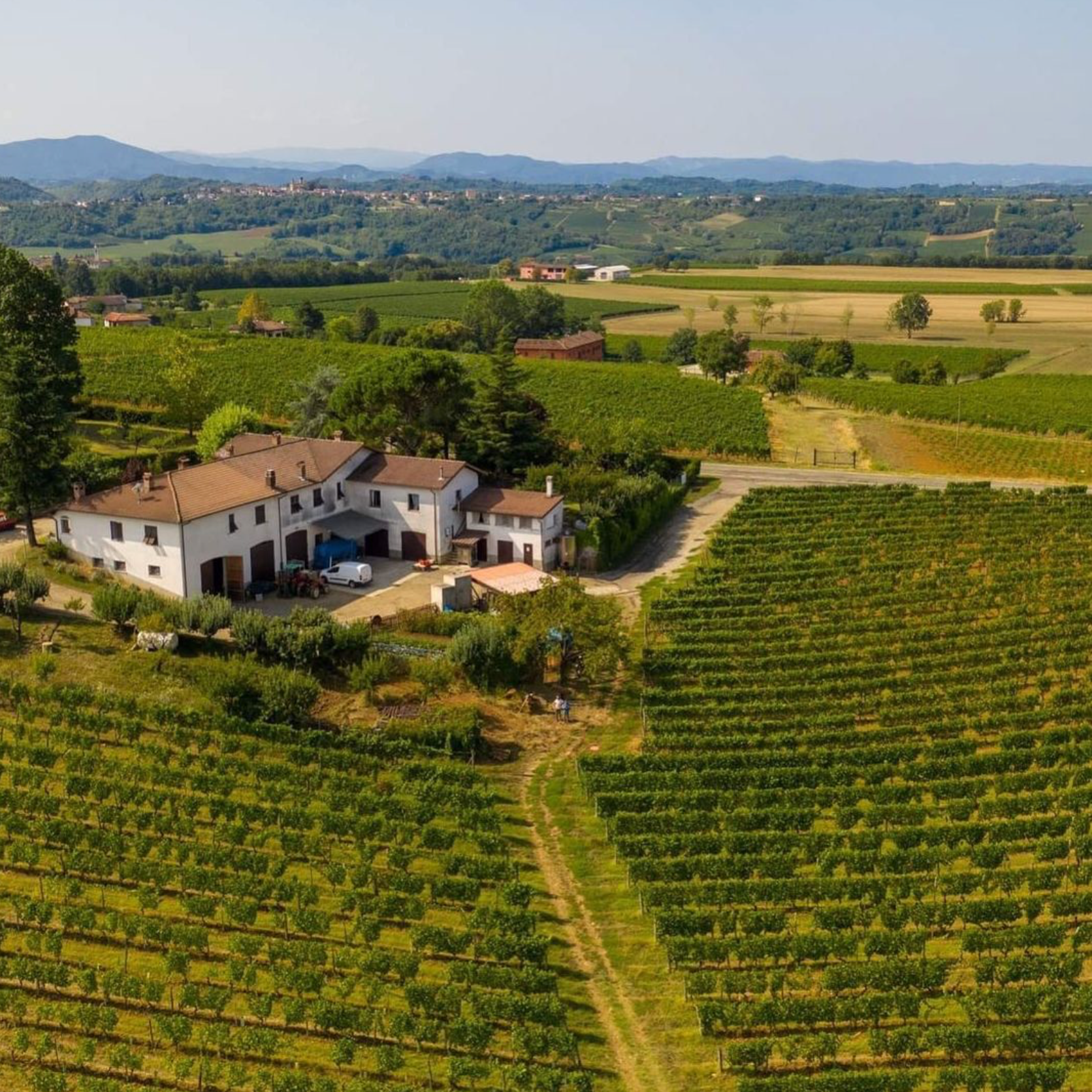 Gavi di Tassarolo “La Fornace” 2020 - Cinzia Bergaglio