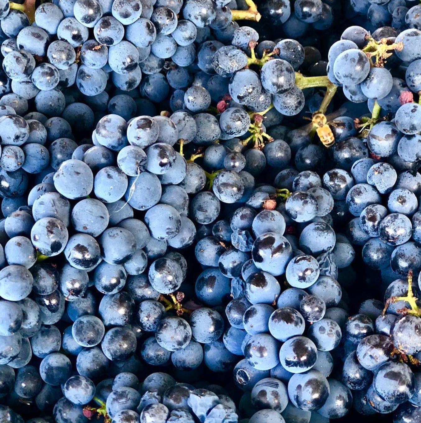 Evolution Pinot Noir 2019