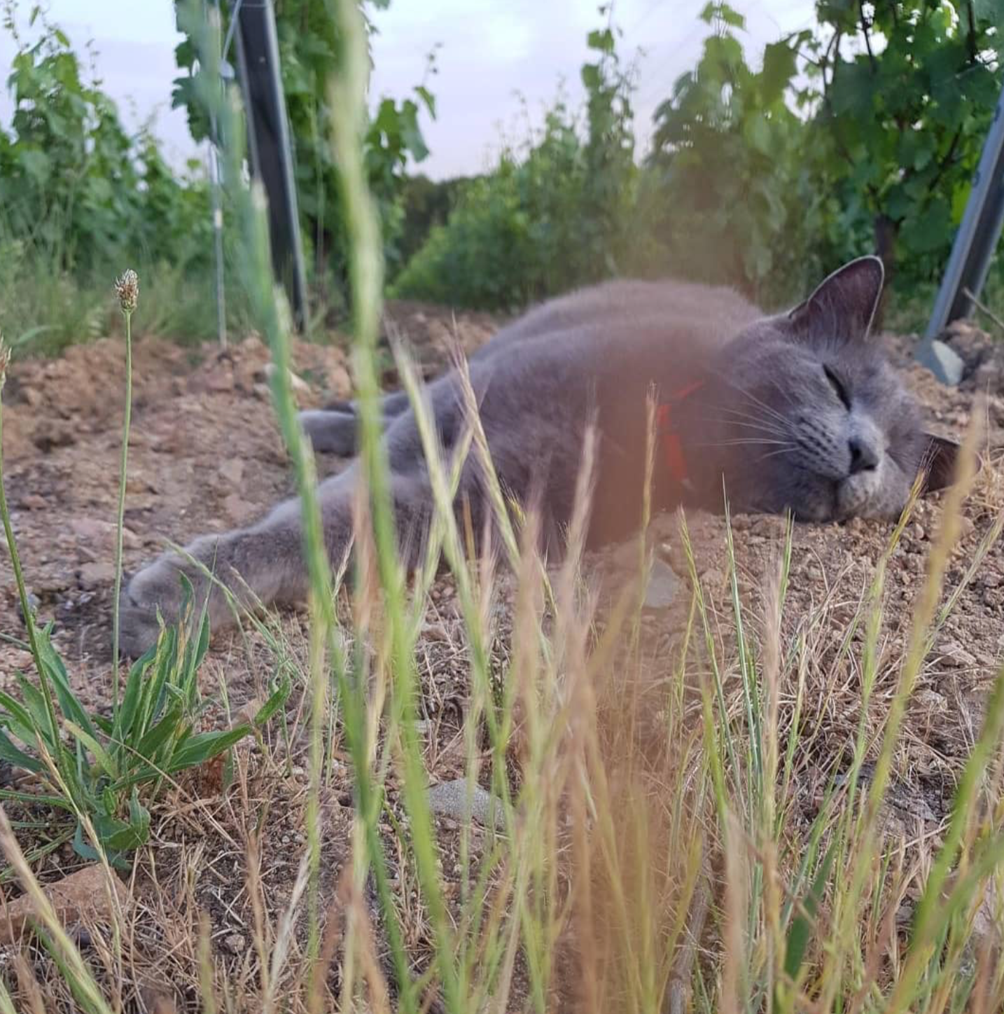 Pouilly Fuisse 'Au Buchot' 2019