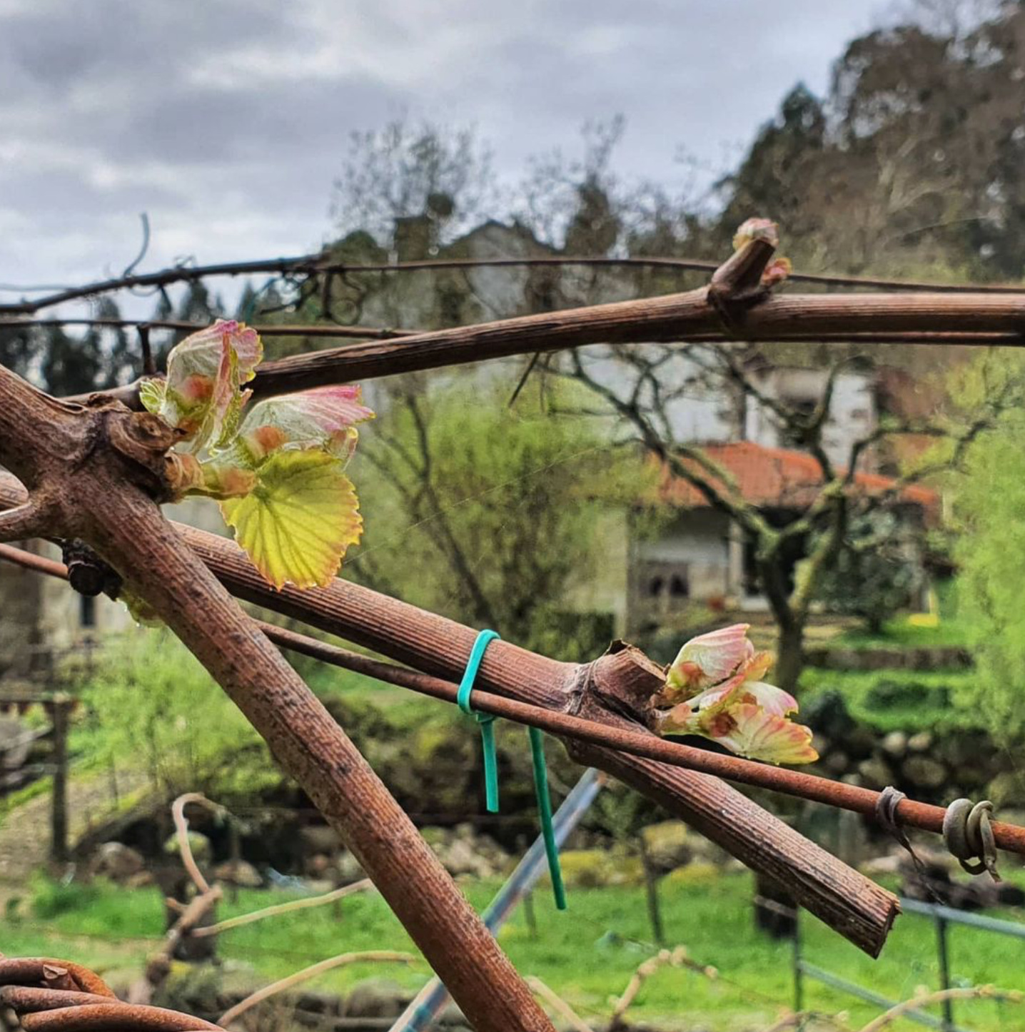 Green KomoKabras Albarino 2020