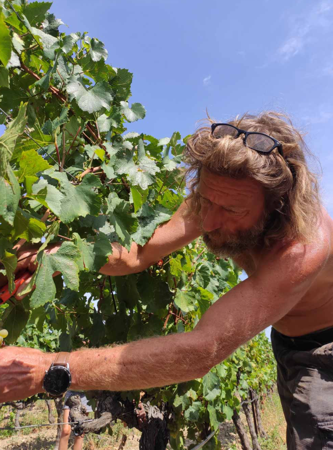Vermentino 2020
