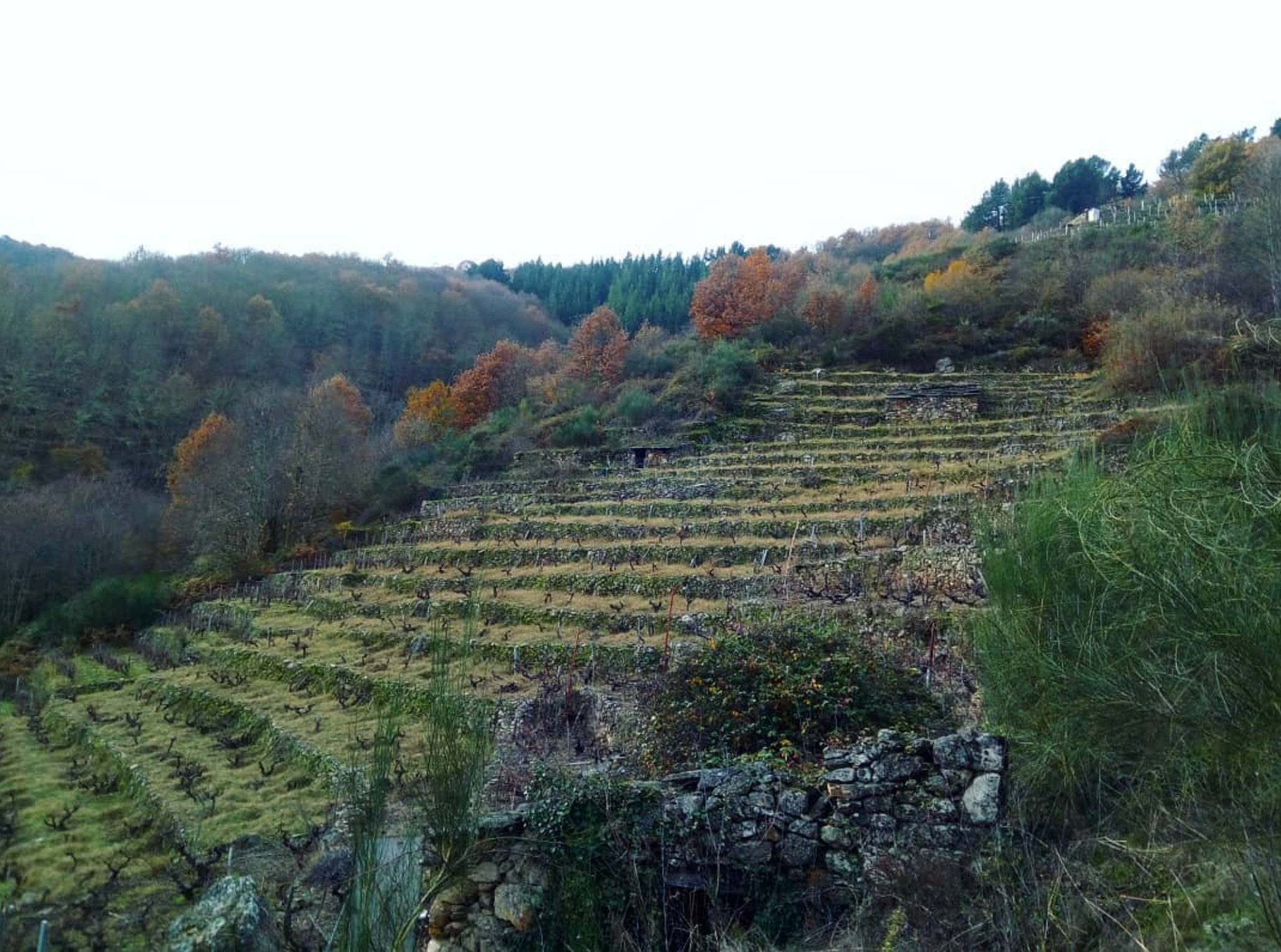 Camino de la Frontera 2018 - Daterra Viticultores (Laura Lorenzo) - Ribeira Sacra, Spain 75cl