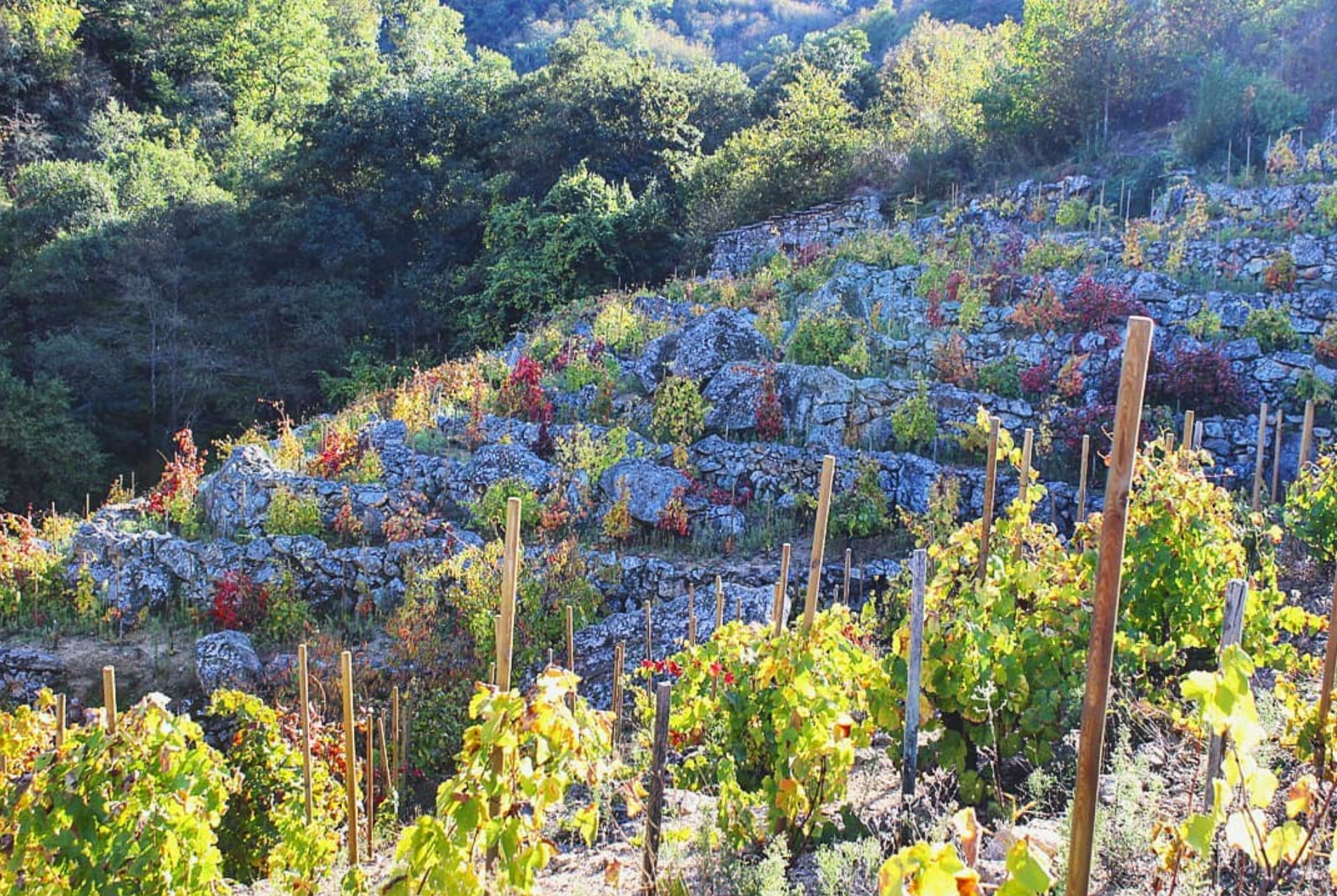 Camino de la Frontera 2018 - Daterra Viticultores (Laura Lorenzo) - Ribeira Sacra, Spain 75cl
