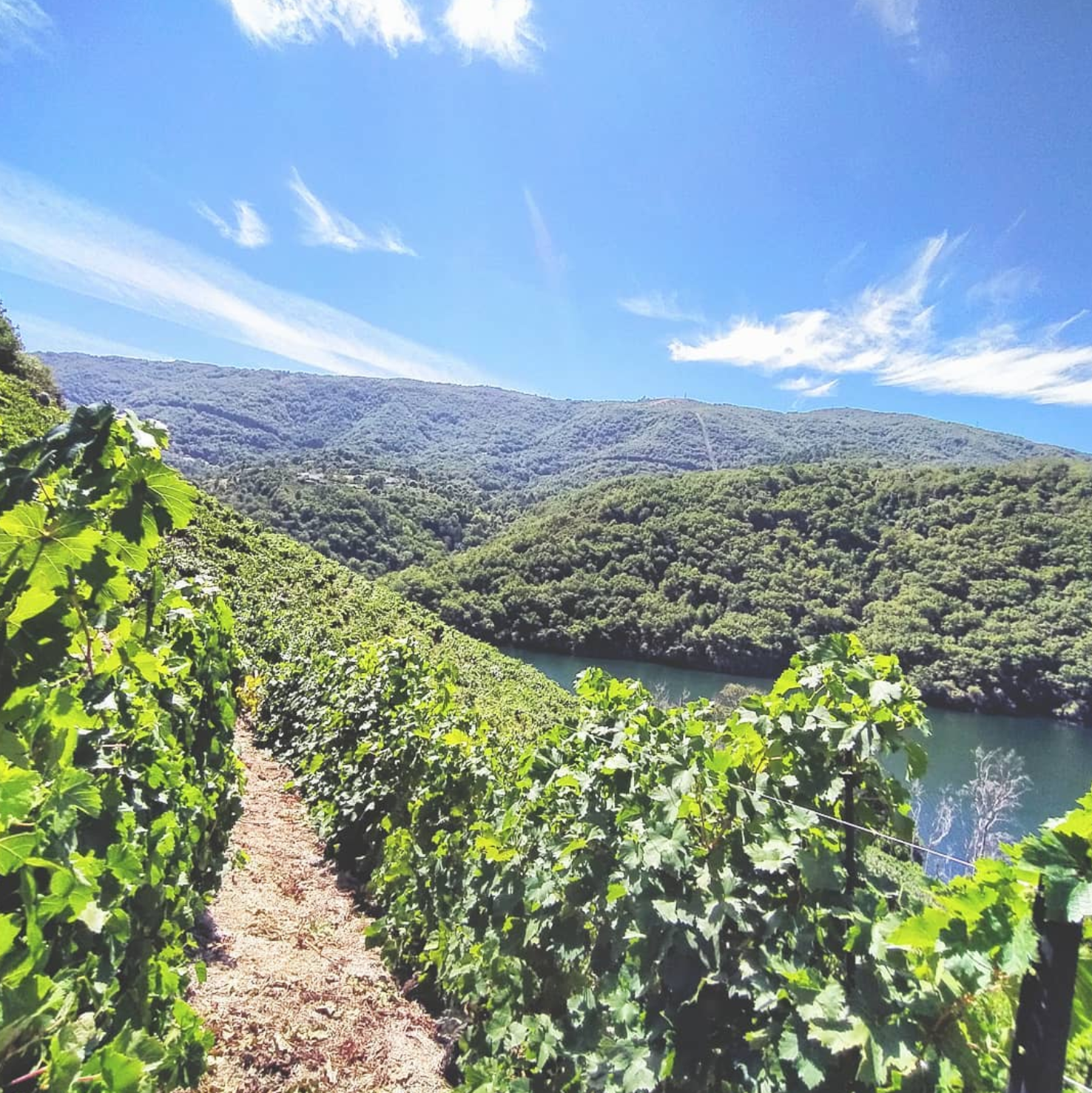 Camino de la Frontera 2018 - Daterra Viticultores (Laura Lorenzo) - Ribeira Sacra, Spain 75cl