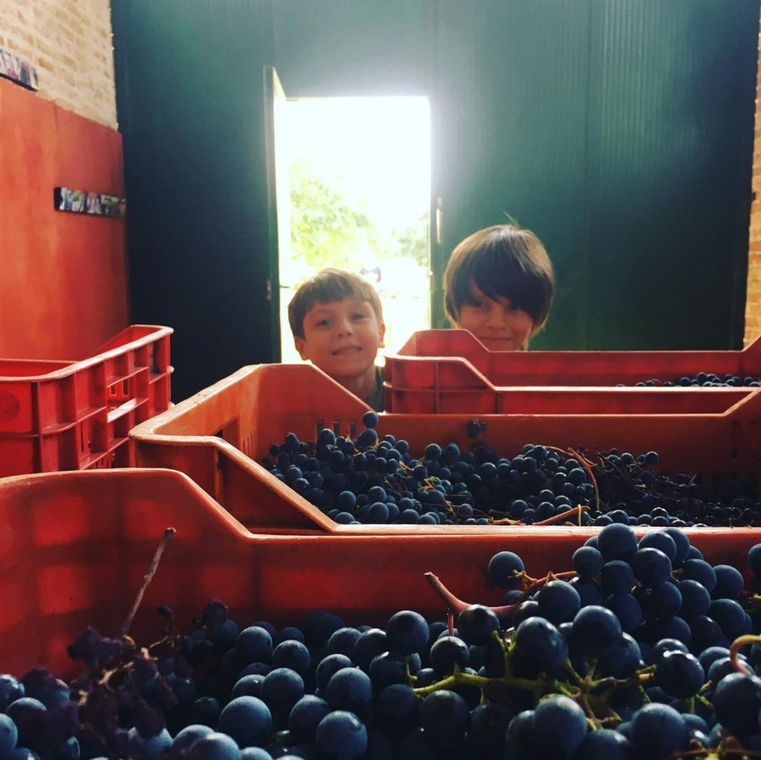 Barbera del Monferrato 2018 - Cascina Zerbetta - Piemonte, Italy 75cl