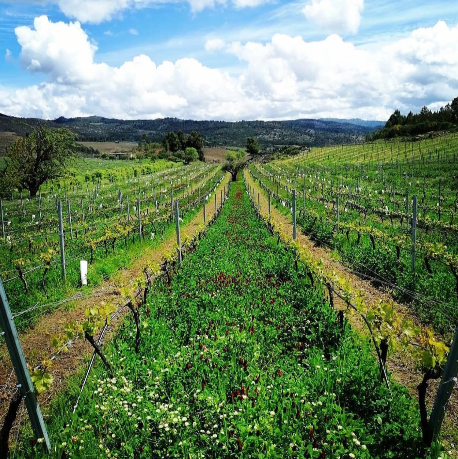 Uivo PT NAT Rose 2020 - Folias de Baco - Douro, Portugal 75cl