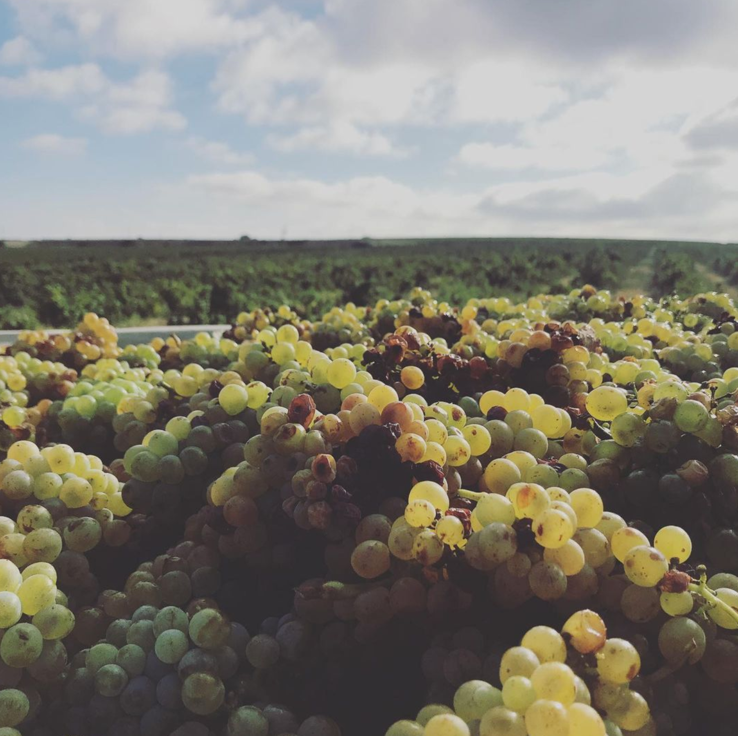 Full Moon White 2019 - Full Moon Wines - Western Cape, South Africa 75cl