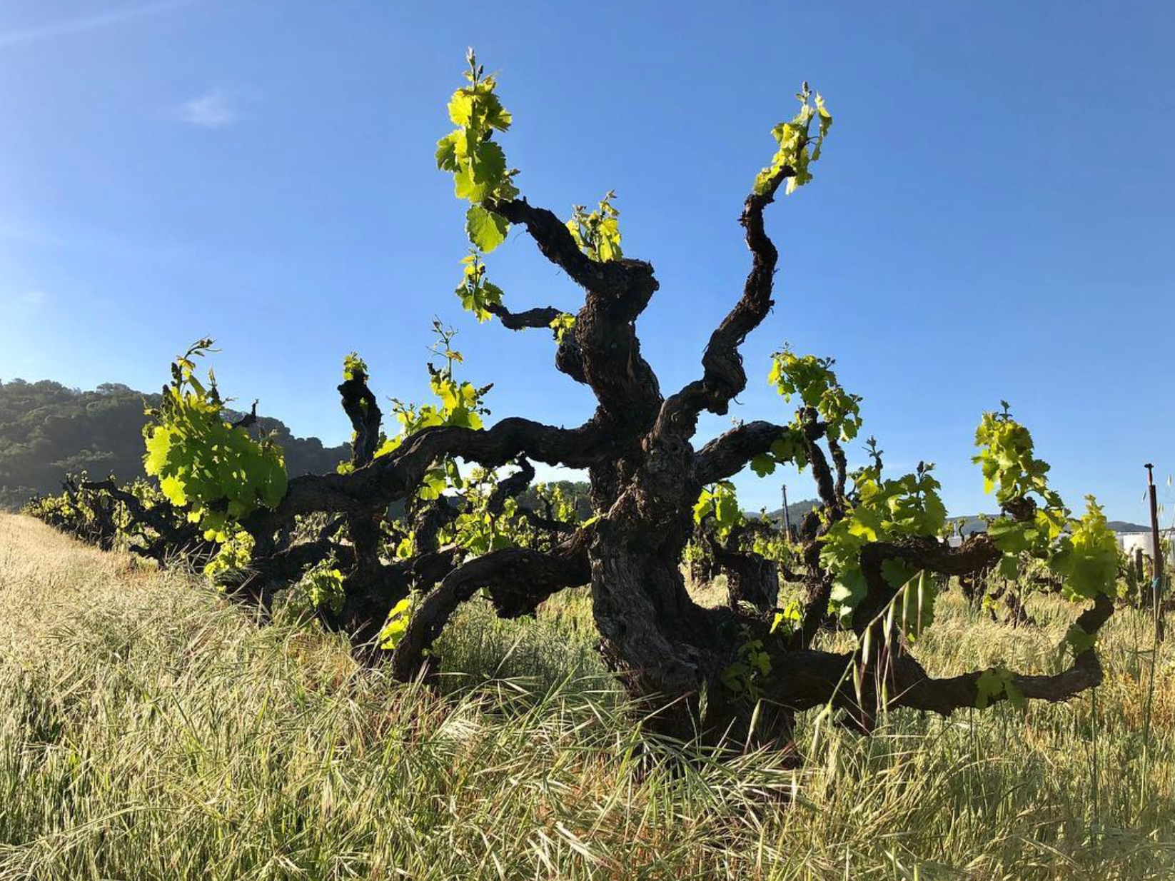 Chilion White Cortese 2019 - Ruth Lewandowksi - Utah , USA 75cl