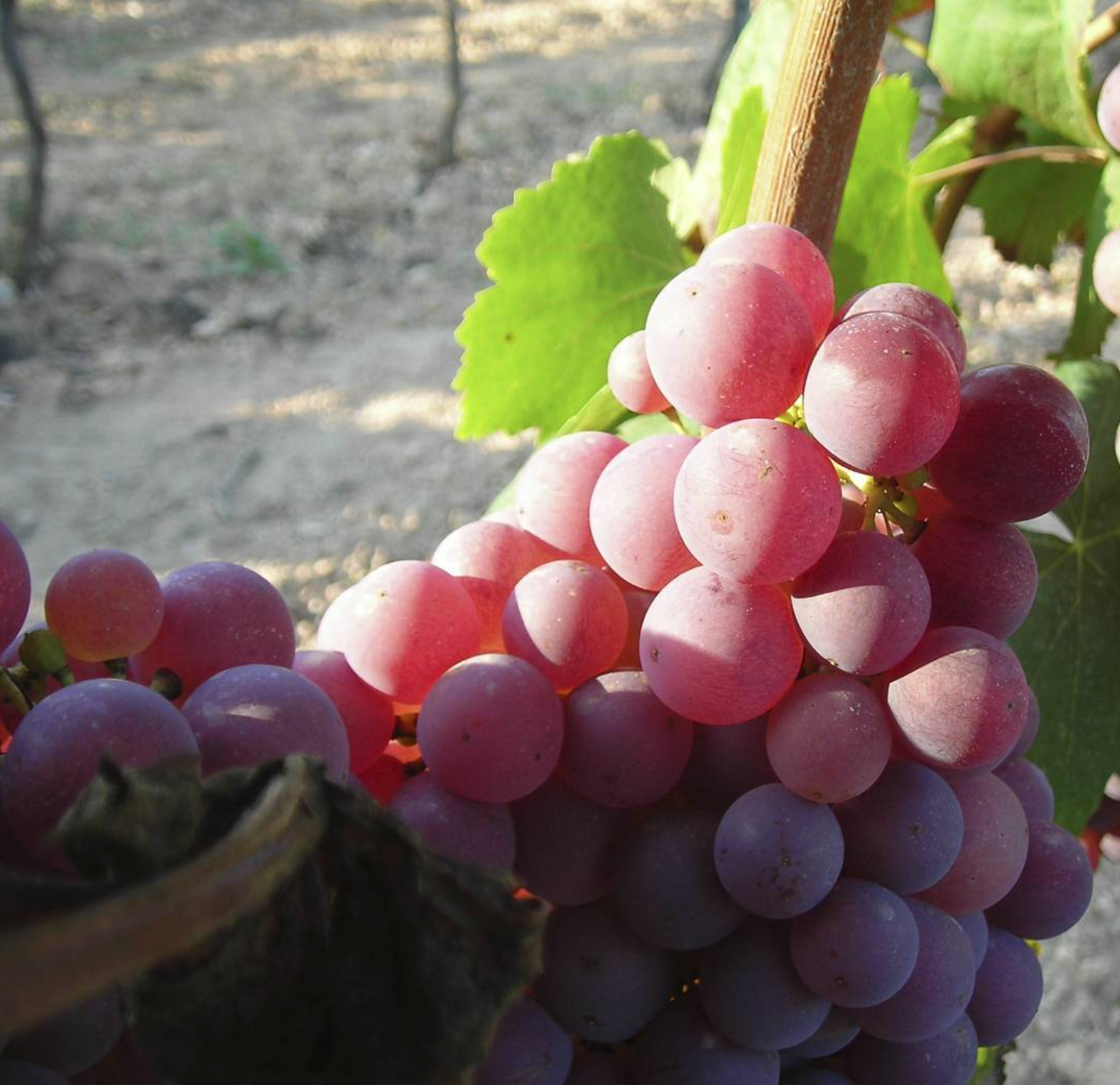 TP Trepat Tinto 2019 - Bodega Partida Creus - Catalonia, Spain