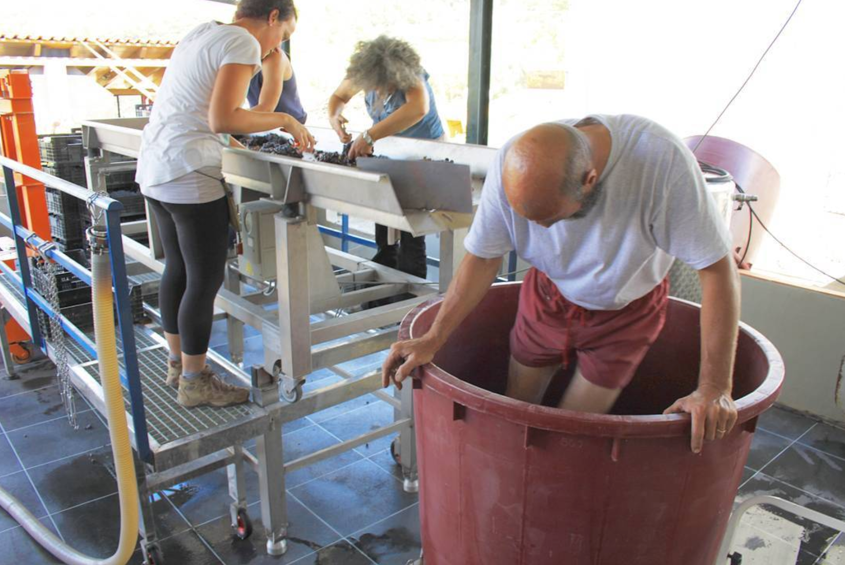 TP Trepat Tinto 2019 - Bodega Partida Creus - Catalonia, Spain