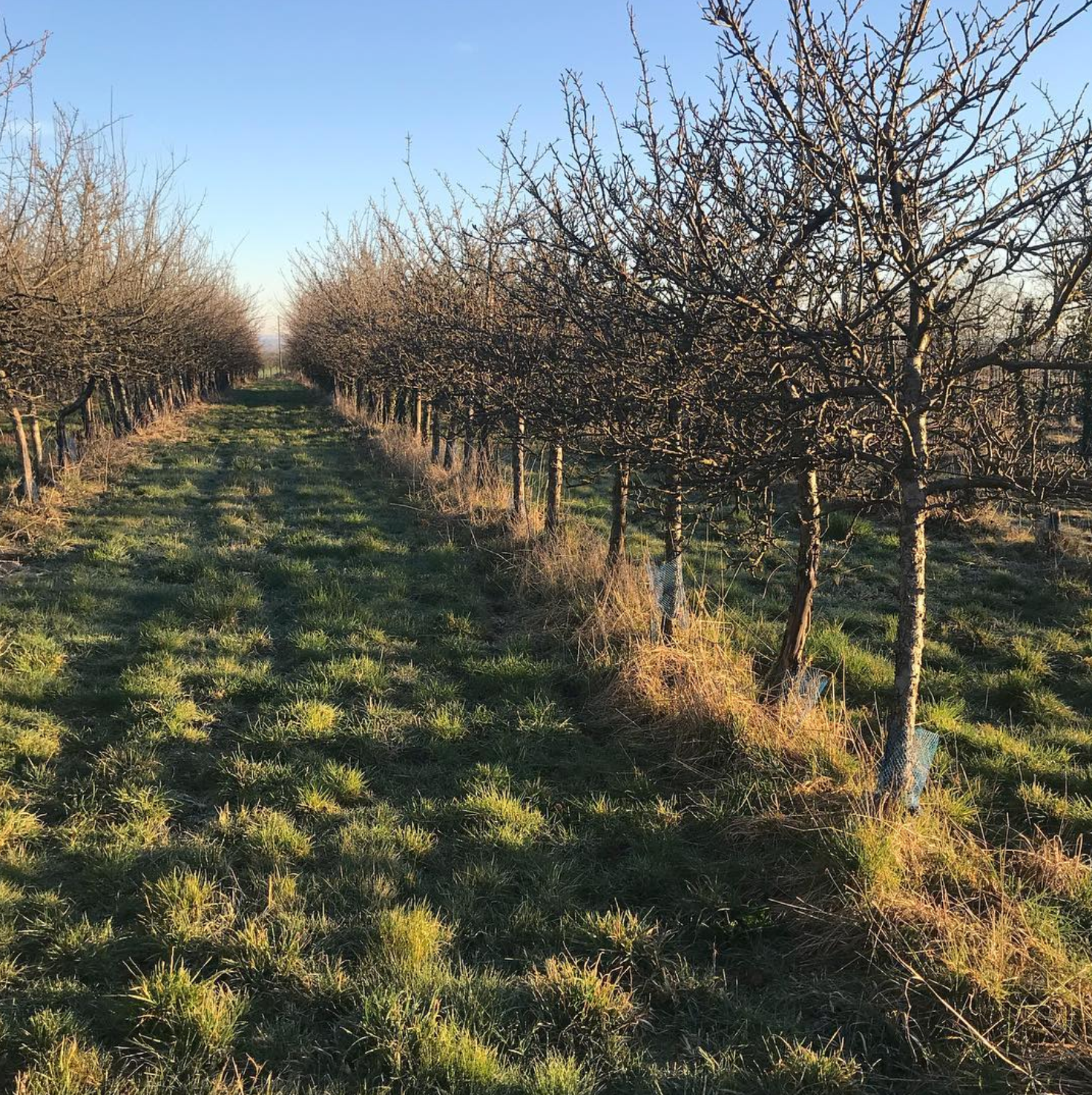 Poire Granit Cidre 2020