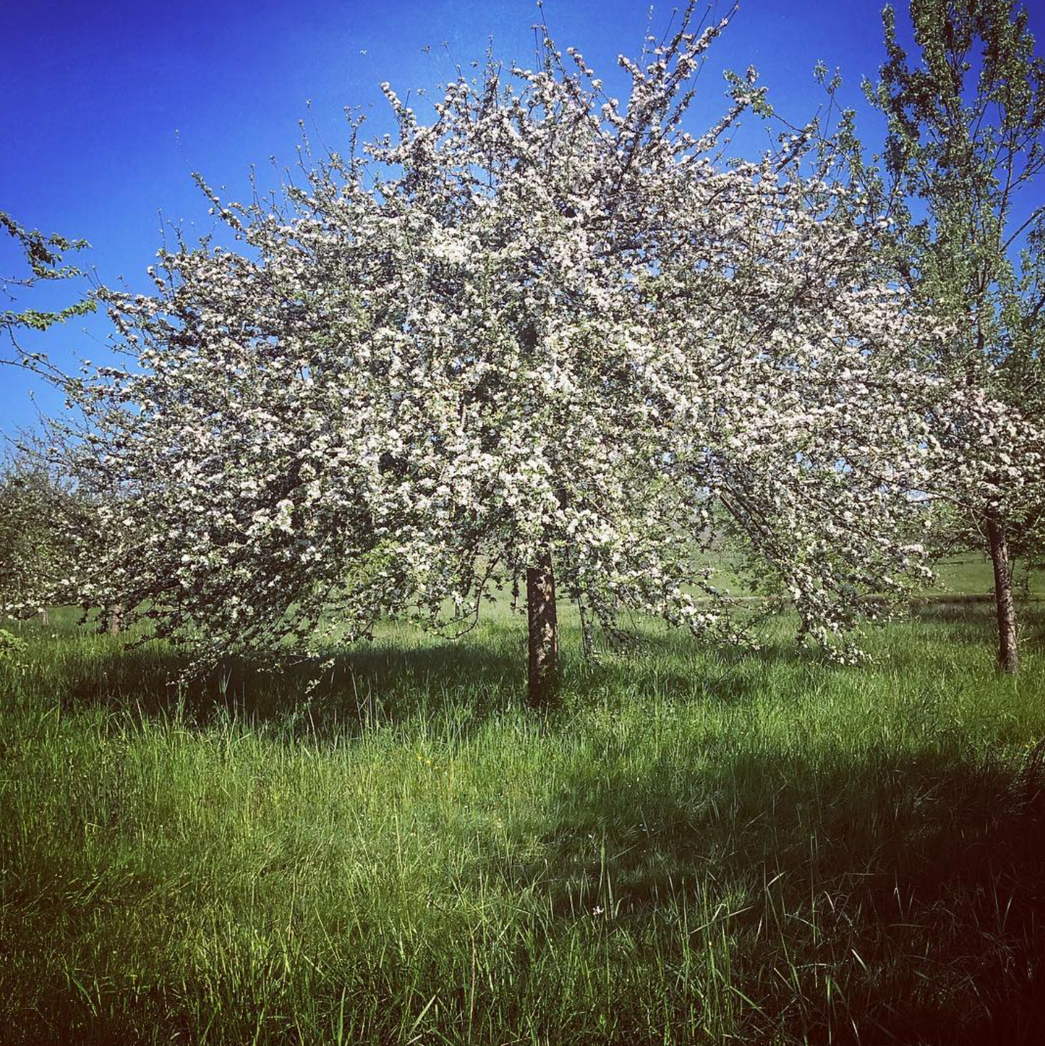 Poire Granit Cidre 2020