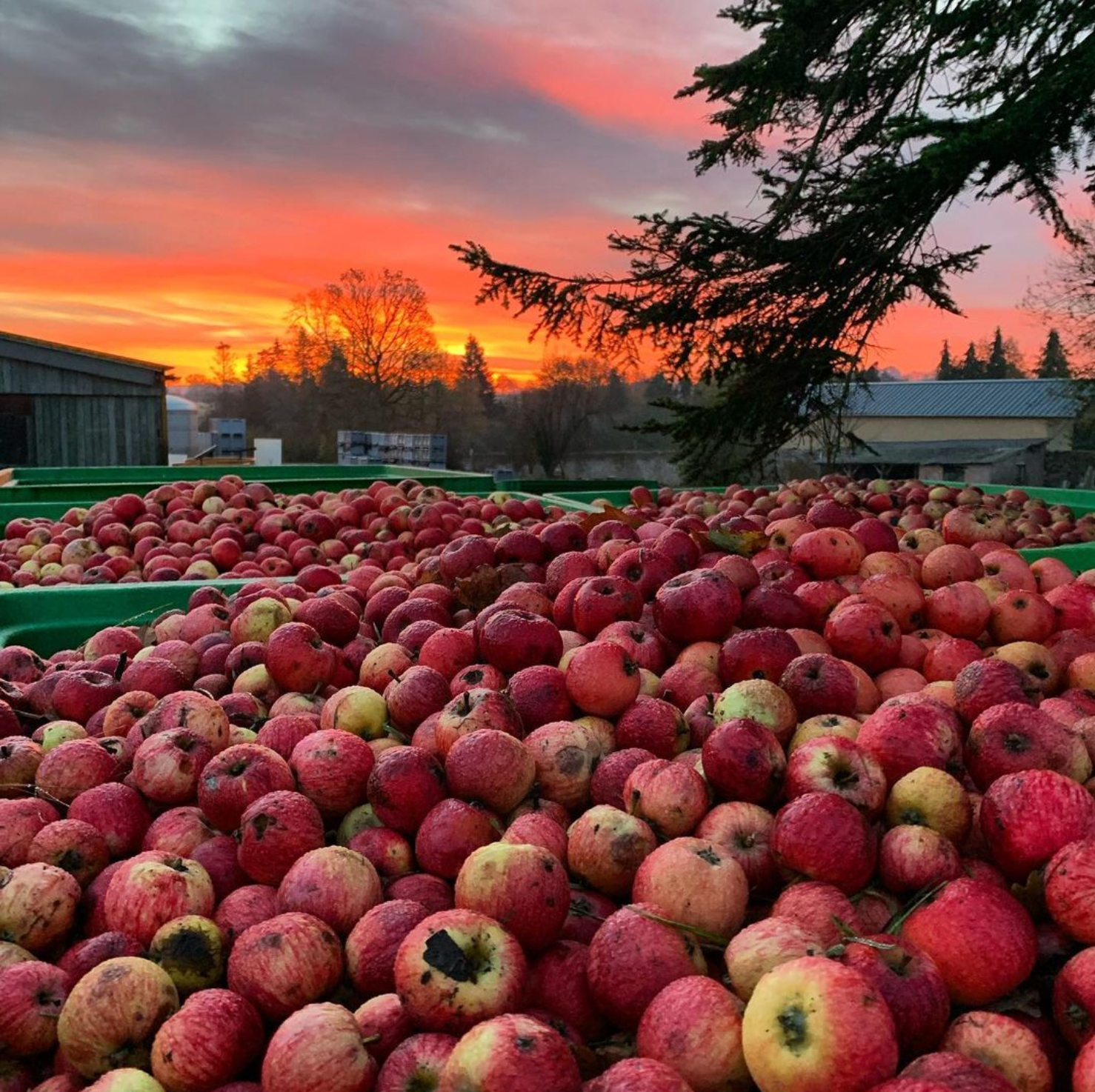 Poire Granit Cidre 2020