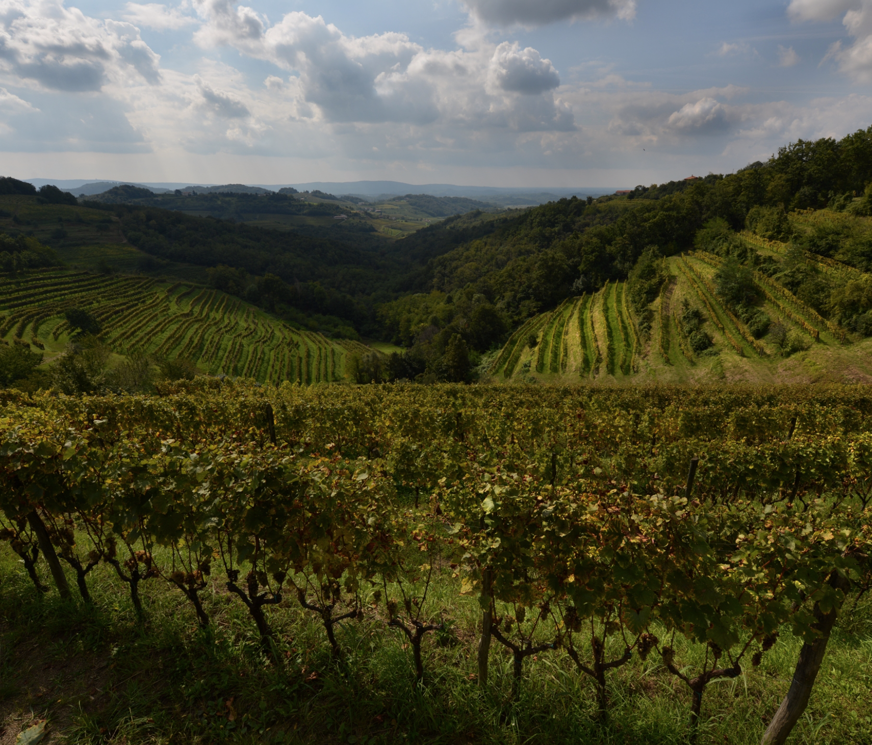 Slatnik Bianco 2019 - Radikon - Venezia-Giulia, Italy 75cl