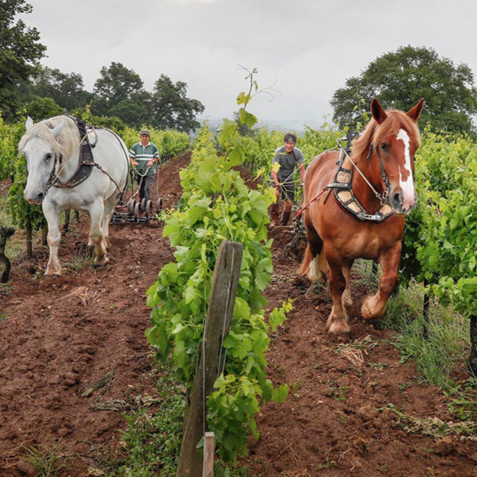 "Emilien" 2009 - Le Puy - Bordeaux, France 75cl