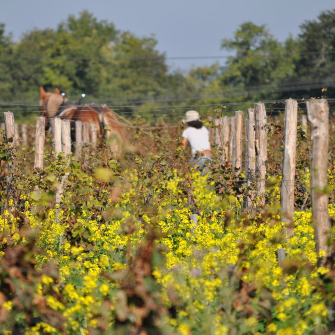 "Emilien" 2009 - Le Puy - Bordeaux, France 75cl