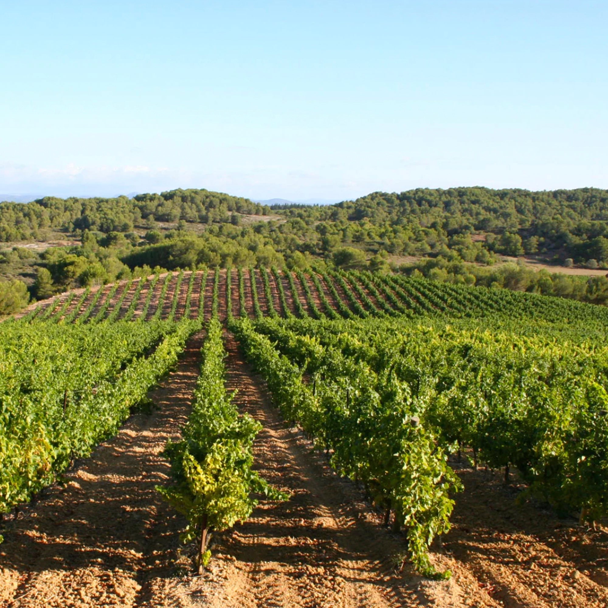 Moulin de L'Enclos Blanc 2020 - Christophe Muret - Languedoc, France 75cl